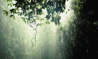 Spring Rain on the Marsh