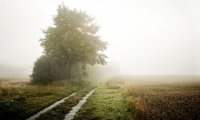 Foggy Spring Morning