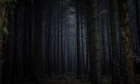 Horror Forest Atmosphere