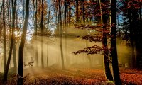 The sounds of sunrise in an autumn forest