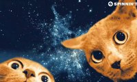 Cats in Space