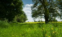 Old english countryside