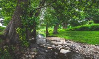 A bubbling forest stream in summer, with birds and harmonic background ambient sounds