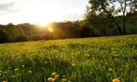 Relaxing meadow in Spring