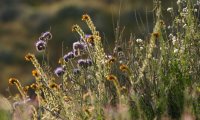 Wind on the Plains