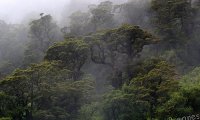 Rainy forest storm