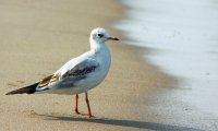 Seagulls at the seashore