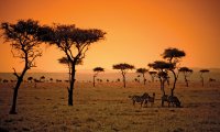 Verdant African Grasslands with Animal Calls and Birdsong