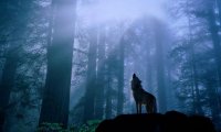 A peaceful forest protected by a wolf pack