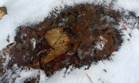 Walk in the woods after the first snowfall of autumn