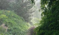 Porch thunderstorm with wind chimes replaced by crow call