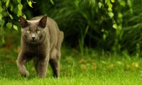 cats walking in the leaves,distant woodpecker, various cats enjoying a chat