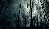 Lost in Slender Forest