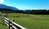 Slow Trip by Oxcart through an Alpine Meadow