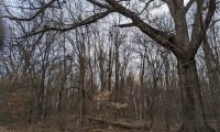 Midwestern Forest during Winter