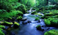 Forest Stream Atmosphere