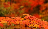 Relaxation in autumn gardens