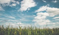 wind, leaves, birds, horses, relaxing countryside, farm, nature