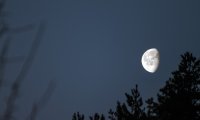 A rainy forest at night, soft thunder and an owl