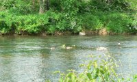 My favorite forest, relaxing beside the brook.