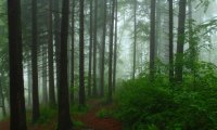 Evening rain in the forest