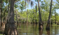 Louisiana Bayou Atmosphere