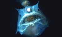 A deep sea nightmare