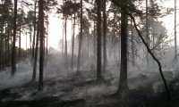 Scorched Forest