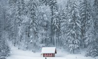 a lonesome, lakeside cabin in the Swedish birch forest