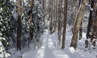 Winter Night in the Forest