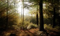 A Quiet Forest Hike