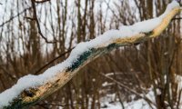 Walking in Winter Forest