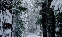 Walking through a forest in winter with gentle snow in Canada