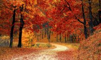 Autumnal Streamside Walk