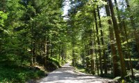 Midwest walking trail in the summer