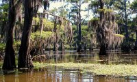 Watery nature sounds with beasts and occasional dry thunder