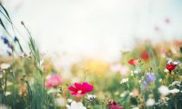 Relaxing grassland in spring