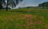 Esheen - Village Sat in a Meadow