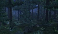 The peaceful lull of a forest night