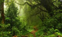 European Forest, spring