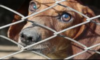 Dog Shelter Scene