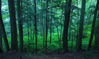 A Calm Forest in the Early Morning