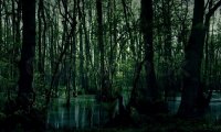 Swamp ambiance