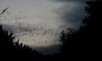 Lightning on the horizon and bats going out for the night