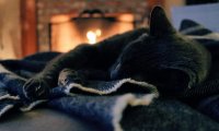 fireplace and a cat