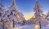 Dawn in Winter Forest