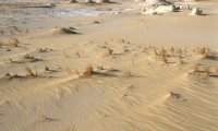 Goat herd in the desert