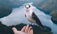 Birds in a field