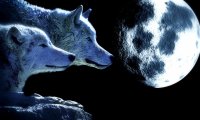 Wolves at Night