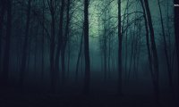 Rain on a tin roof with a distant thunderstorm in a dark forest